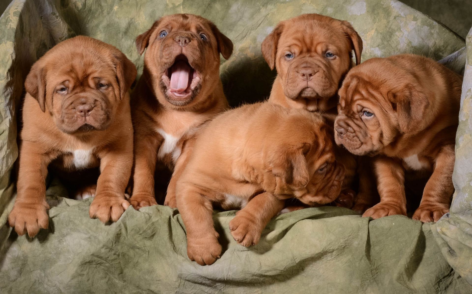 French Mastiff Puppy