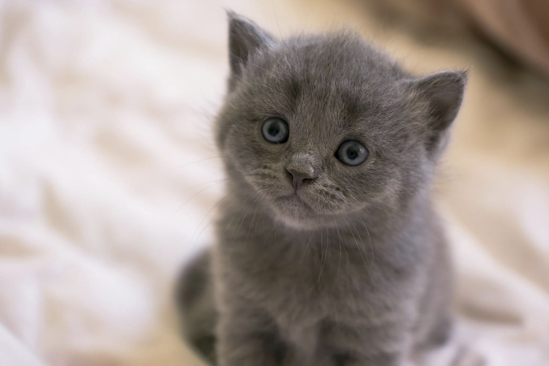 Russian Blue Kitten