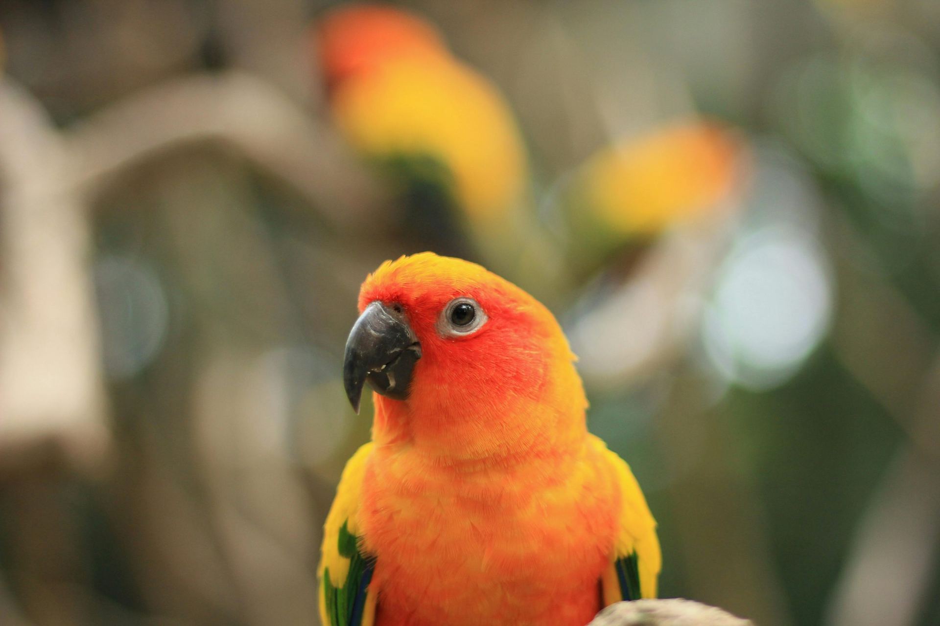 Sun Cheek Conure