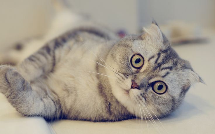 Another photo of the Scottish Fold Kitten available at Chandigarh Pets in Chandigarh - Scottish Fold Kitten