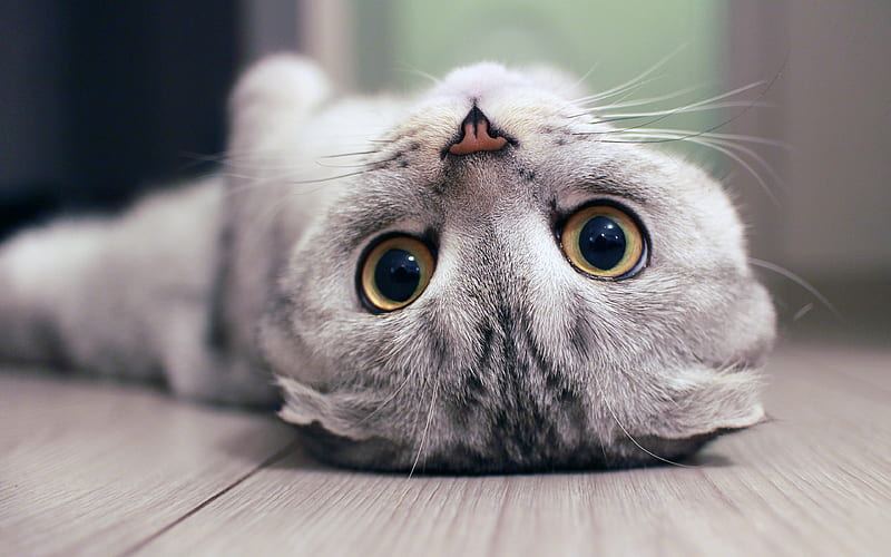 A further look at the Scottish Fold Kitten from Chandigarh Pets in Chandigarh - Scottish Fold Kitten