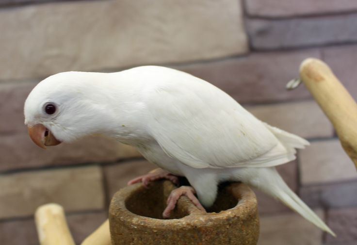 Albino Monk available in Chamoli