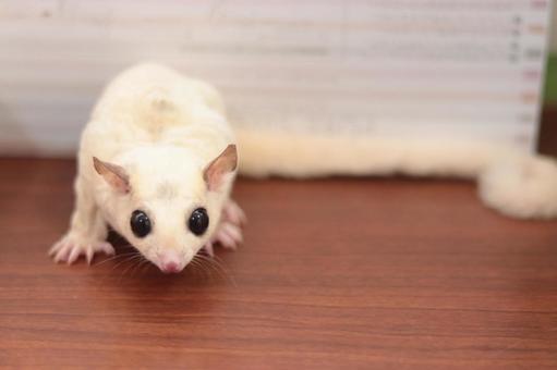Another photo of the Sugar Glider - White (Lucy) available at Chandigarh Pets in Chandigarh - Sugar Glider | White (Lucy)