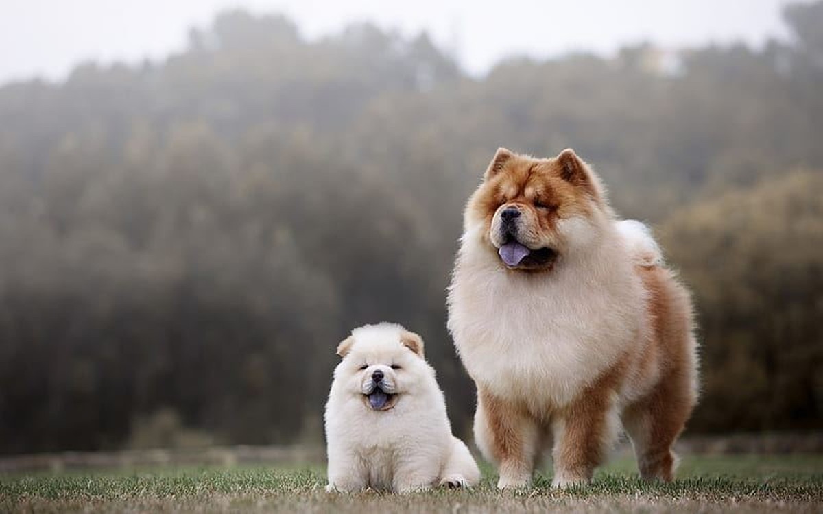 Chow Chow Puppy