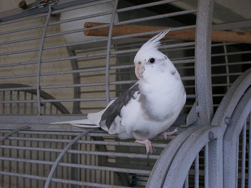 Cockatiel White Face