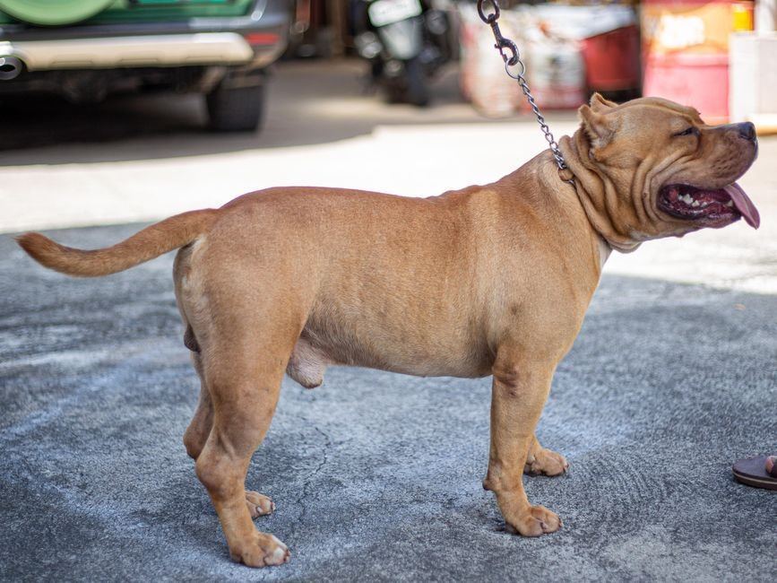 American Bully XL Size Puppy - American Bully XL Size Puppy