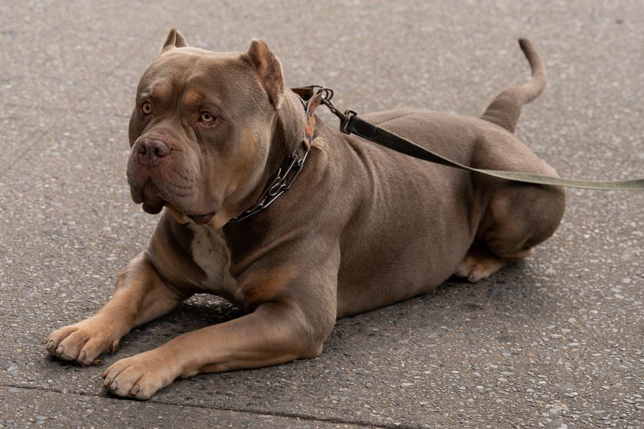 American Bully XXL Size Puppy - American Bully XXL Size Puppy