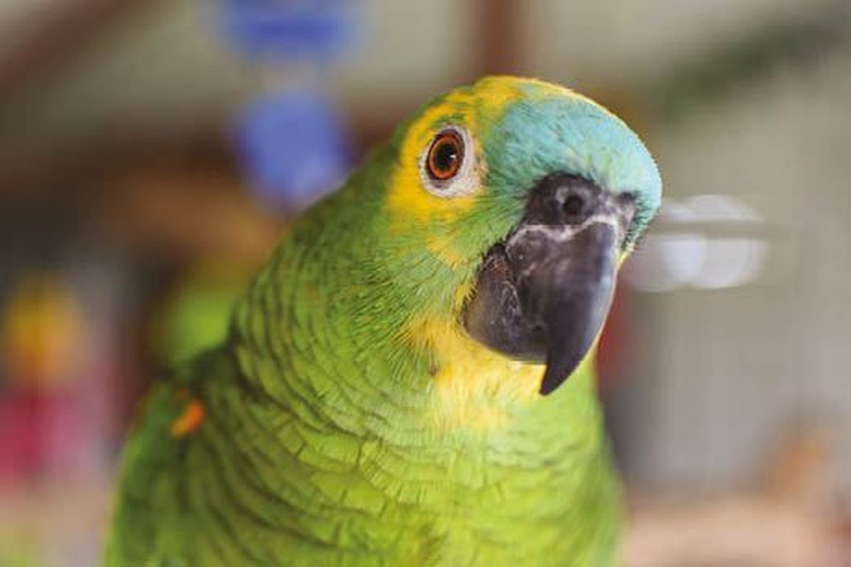 Blue Fronted Amazon