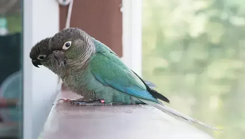 Blue Sided | Turquoise Conure