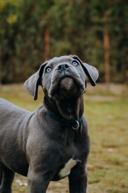 Cane Corso Puppy | Blue - Cane Corso Puppy | Blue