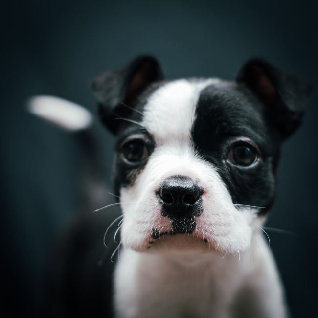 Boston Terrier Puppy - Boston Terrier Puppy