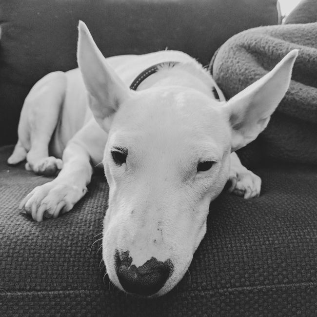 Bull Terrier Puppy - Bull Terrier Puppy