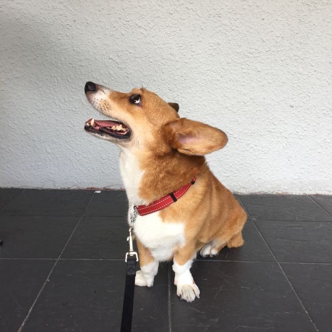 Corgi Puppy - Corgi Puppy