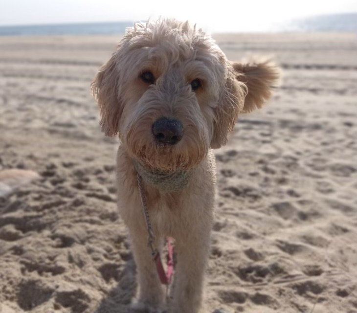 Doodle Puppy - Doodle