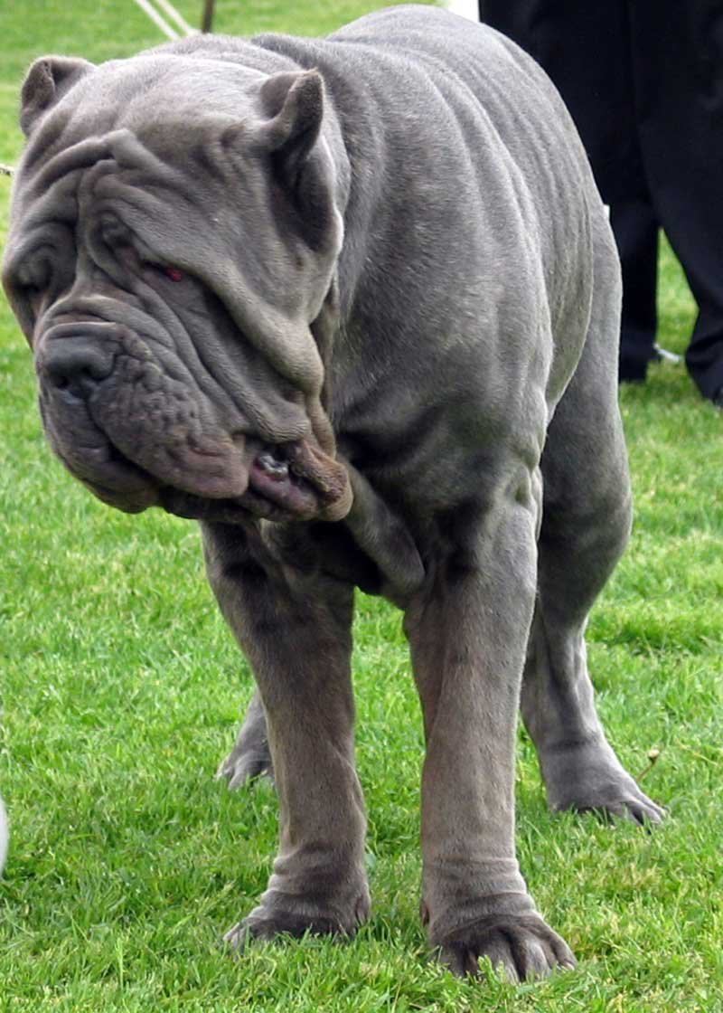 Neapolitan Mastiff Puppy - Neapolitan Mastiff