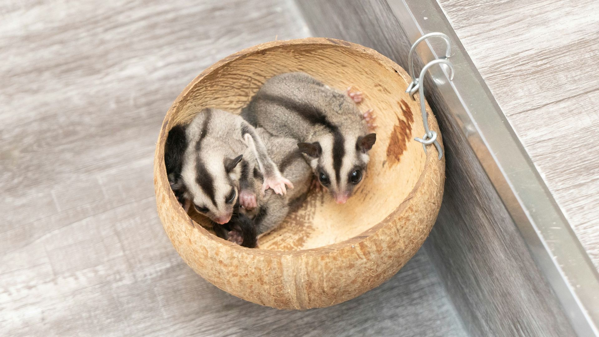 Another photo of the Sugar Glider (Grey) available at Chandigarh Pets in Chandigarh - Sugar Glider | Grey