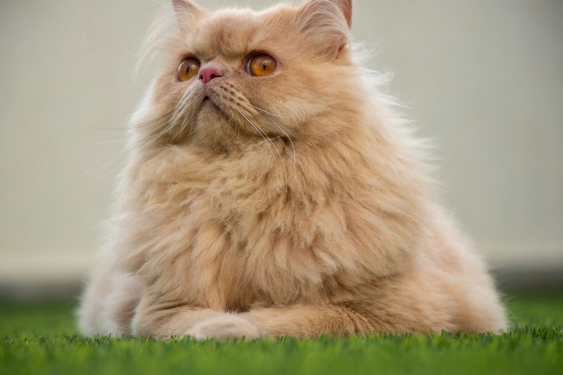 Another photo of the Persian Kitten (Punch Face) available at Chandigarh Pets in Chandigarh - Persian Kitten (Punch Face)