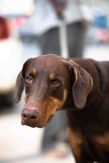 Doberman Pinscher Puppy | Brown & Tan - Doberman Pinscher Puppy | Brown & Tan