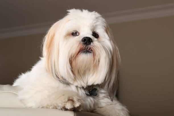 Lhasa Apso Puppies