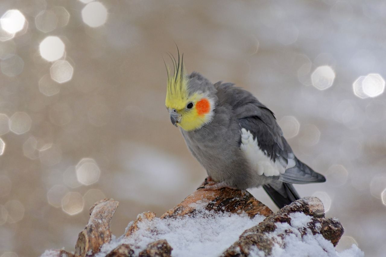 Grey Cockatiel