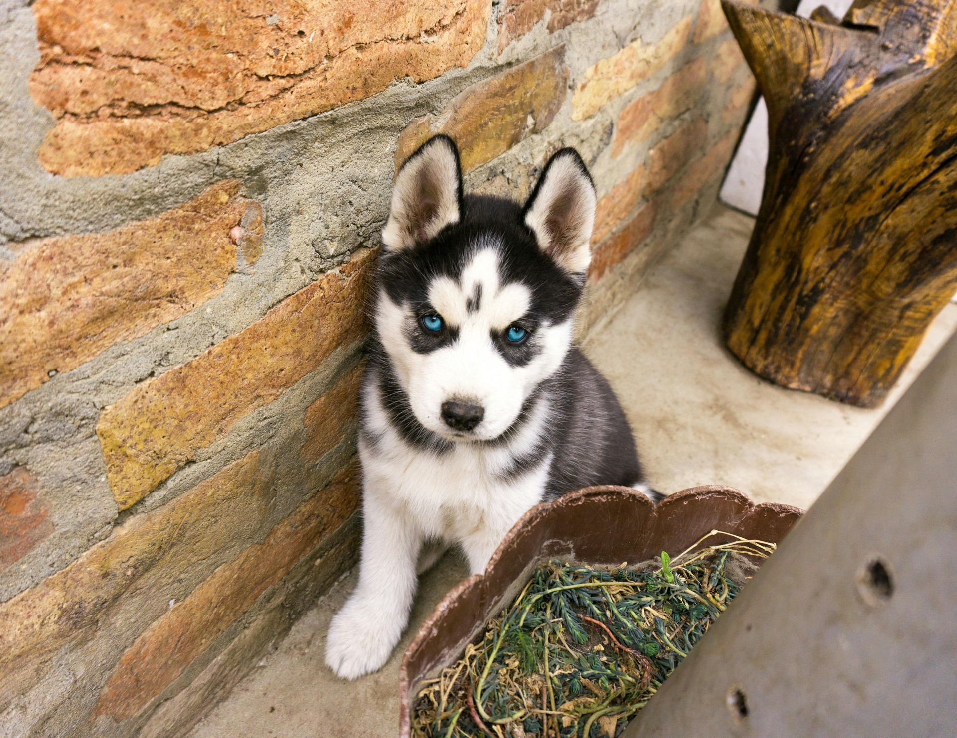 A further look at the Siberian Husky Puppy (Black & White Color) from Chandigarh Pets in Chandigarh - Siberian Husky Puppy | Black & White Color