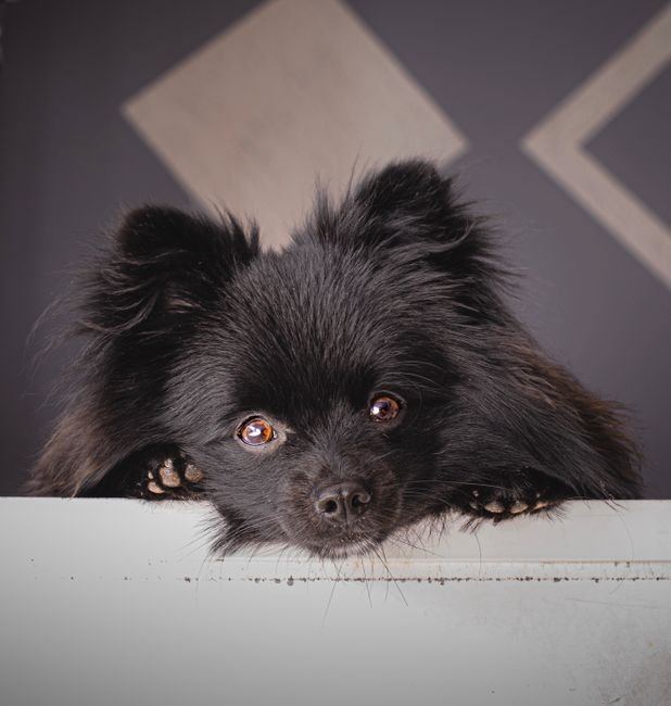Pomeranian Puppy | Black - Pomeranian Puppy | Black Color