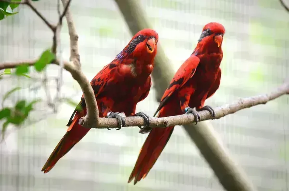 Red Lorikeet