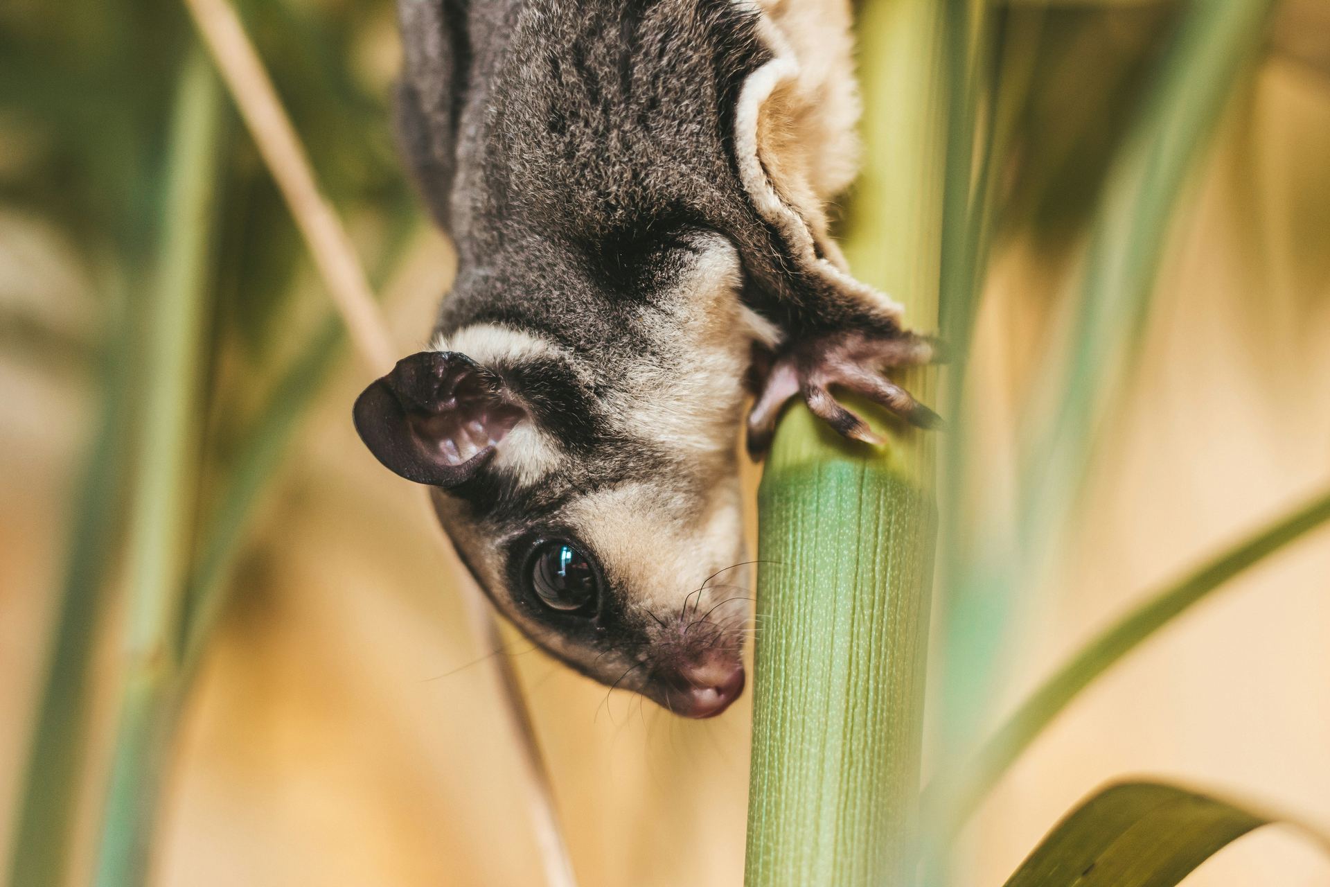 One more picture of the Sugar Glider (Grey) at Chandigarh Pets, Chandigarh - Sugar Glider | Grey