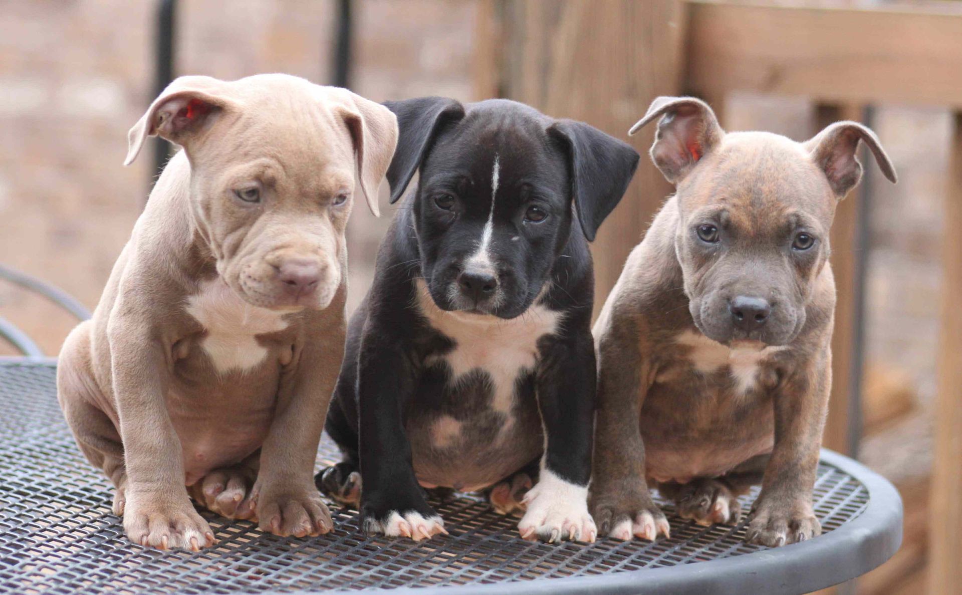 Another photo of the Pitbull Terrier Puppy available at Chandigarh Pets in Chandigarh - Pitbull Terrier Puppy