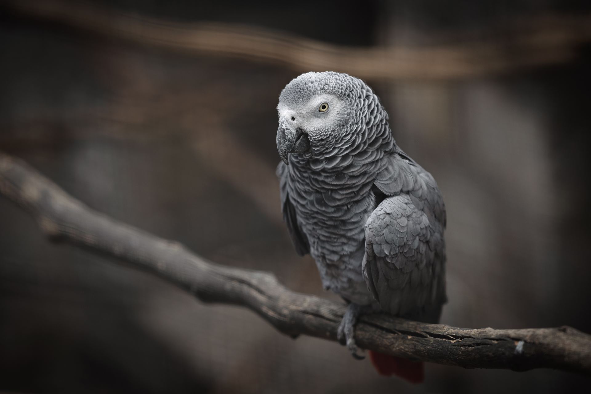 African Grey Parrot for sale in Loran