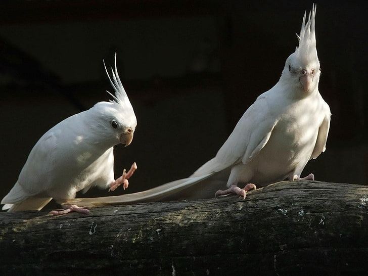 Cockatiel | Albino for sale in Shastri Nagar Devprayag