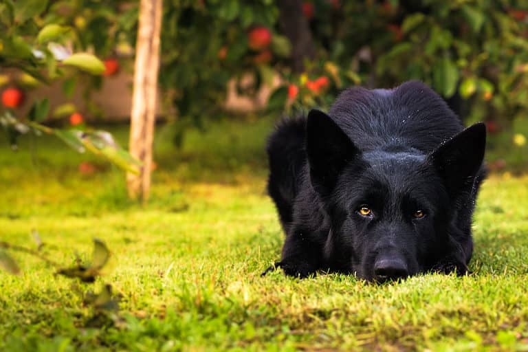 German Shepherd Puppy | Z Black for sale in Tapovan Rishikesh