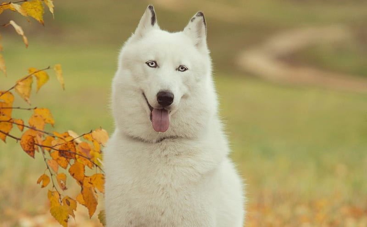 Siberian Husky Puppy | White Color for sale in Old Rishikesh
