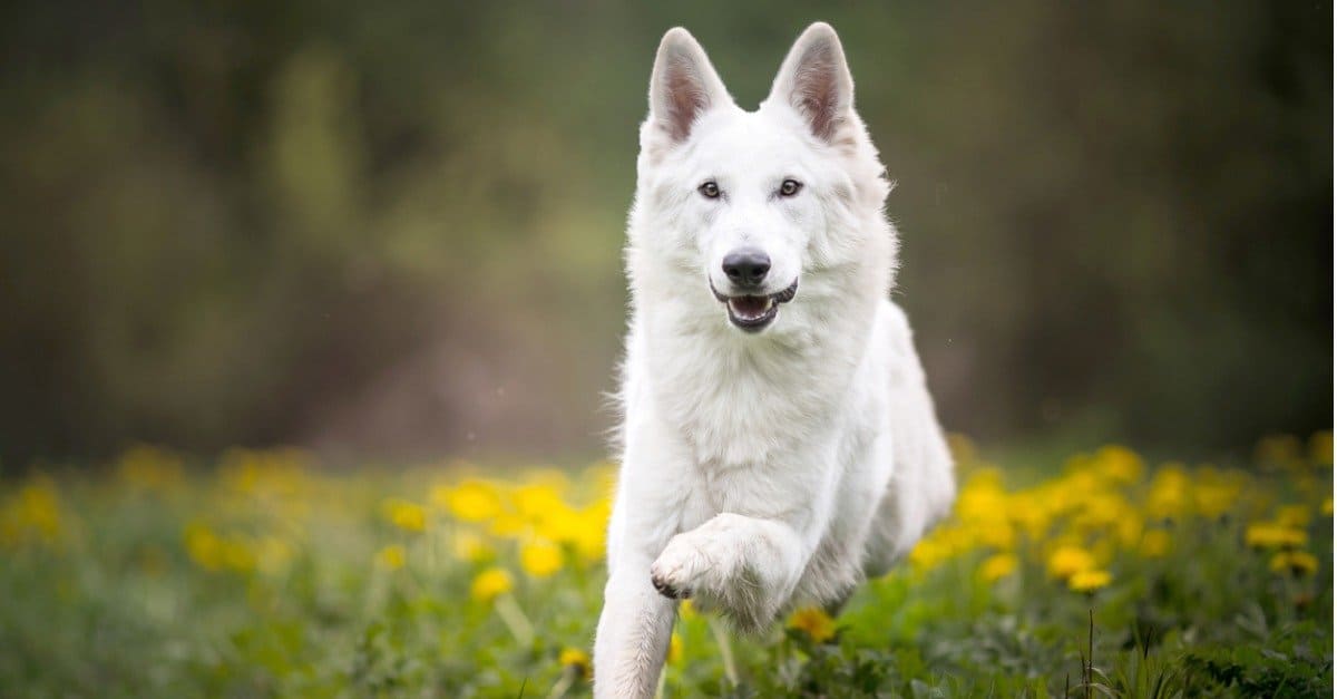 German Shepherd Puppy | Pure White for sale in Ramnagar