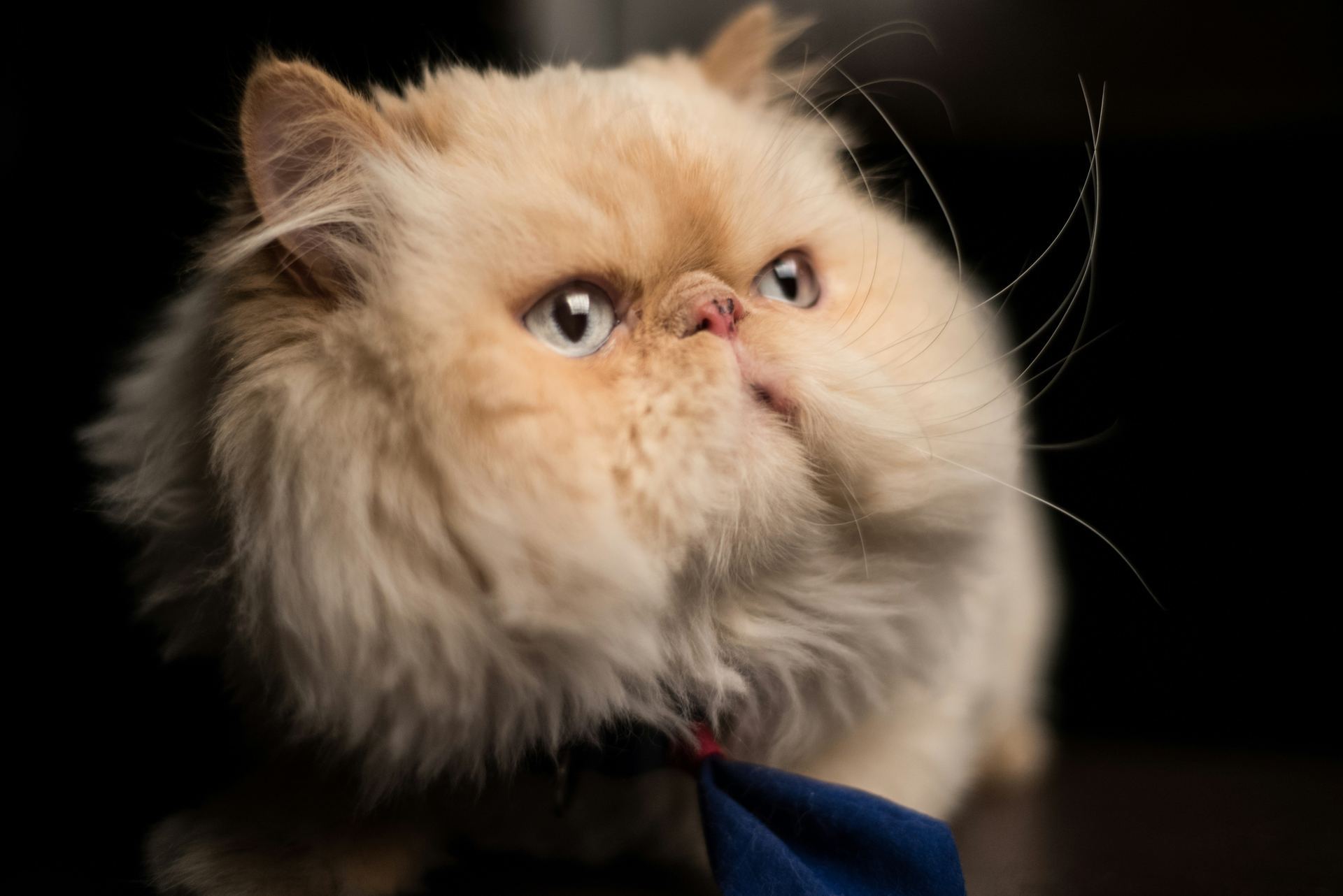 Persian Kitten (Punch Face) for sale in Gadherni