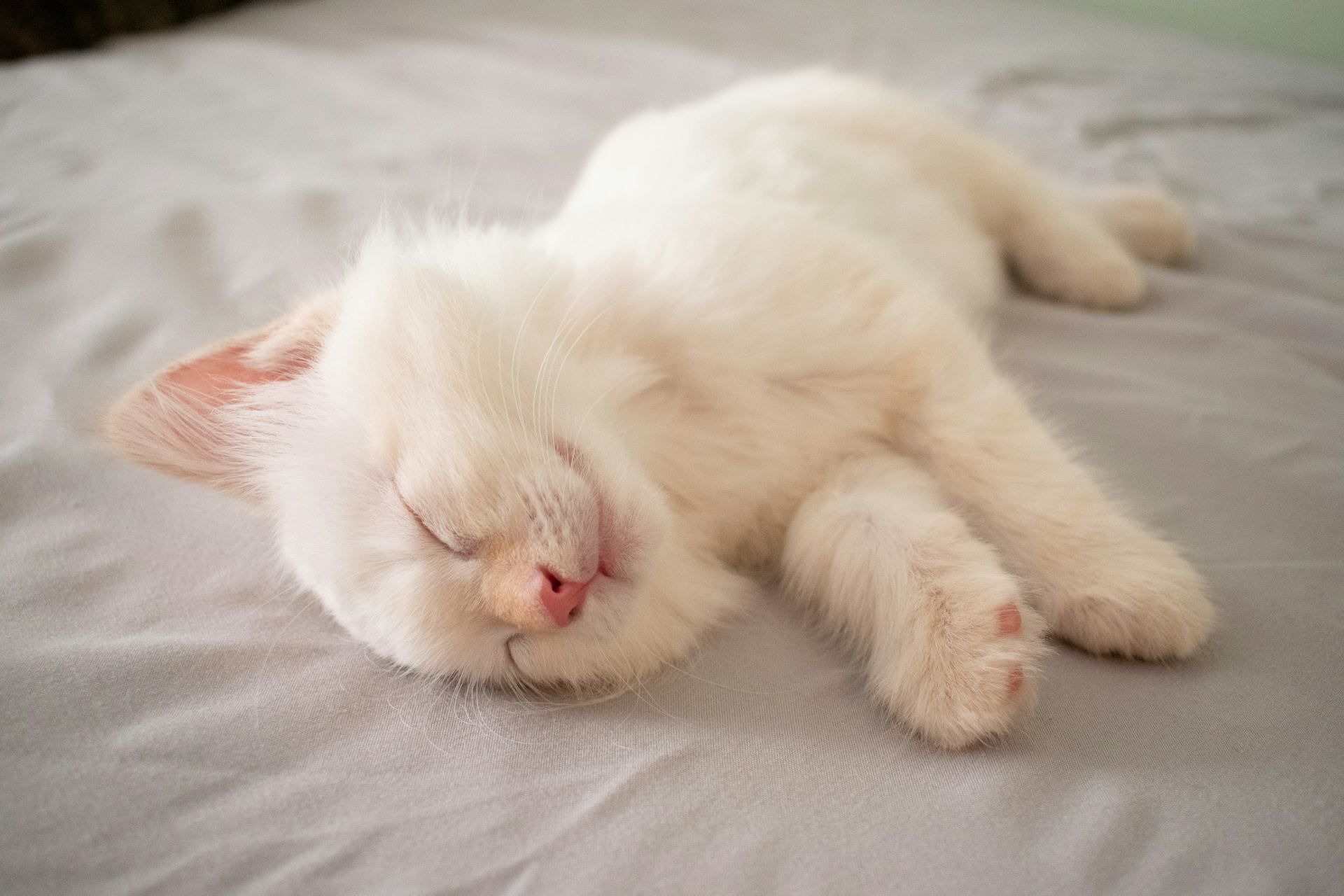 Ragdoll Kittens kitten available in Baramulla Bypass
