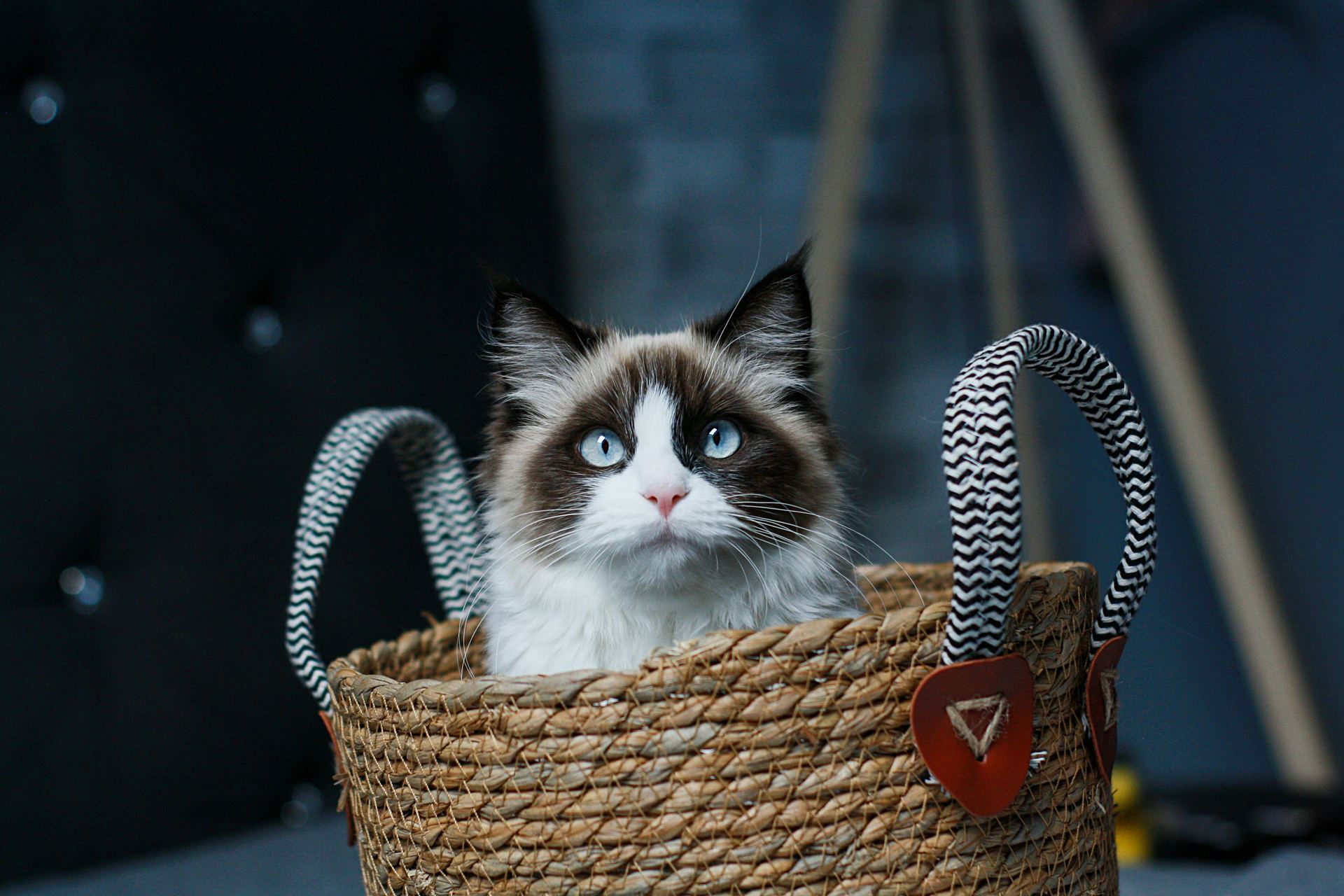 Ragdoll Kittens cat in Baramulla Bypass