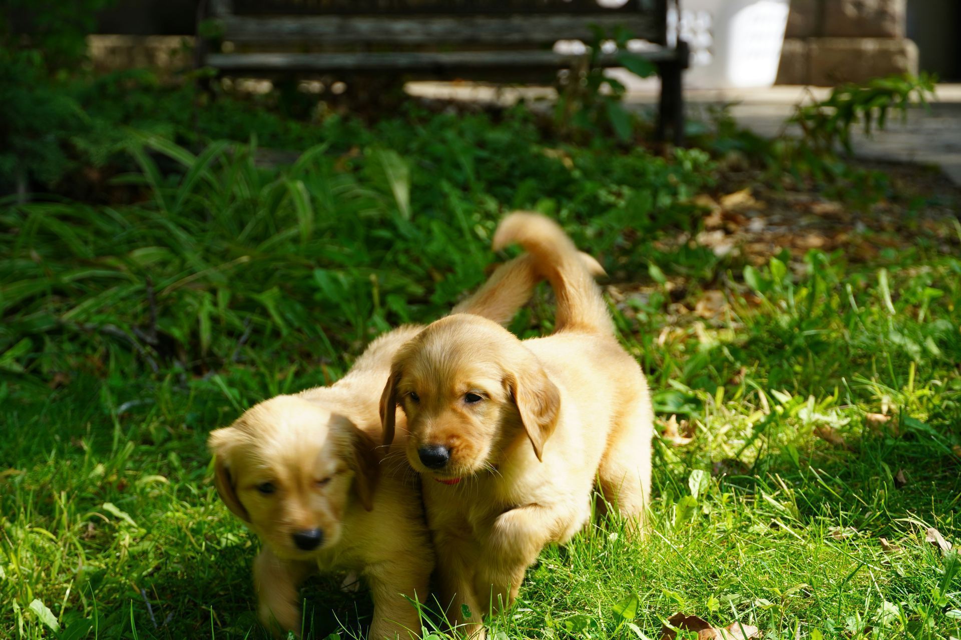 Golden Retriever puppy in Aut