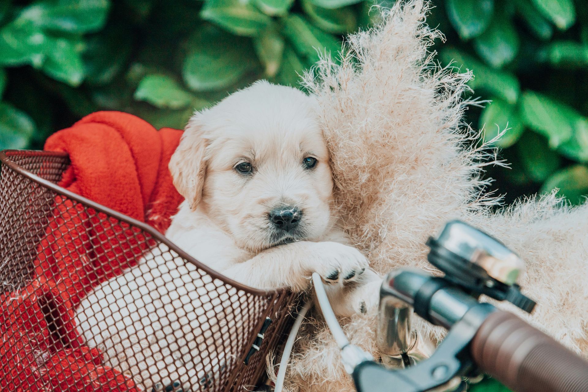Golden Retriever available in Aut