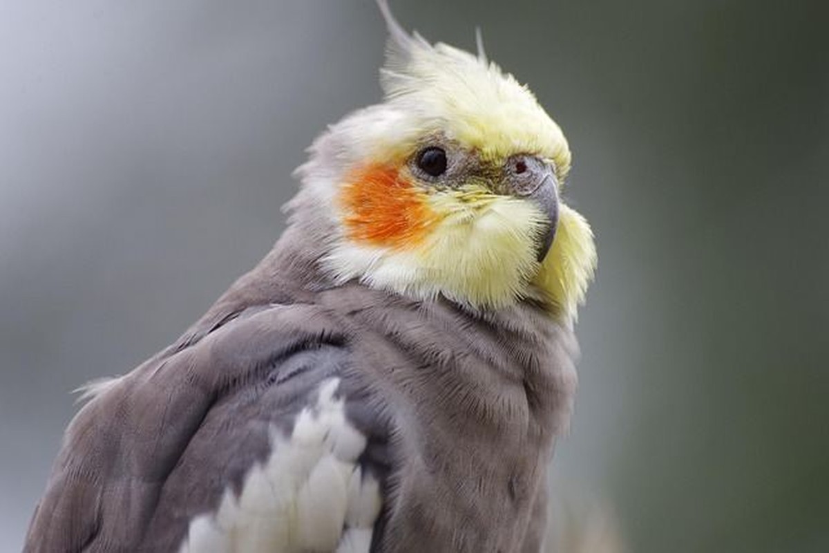 Cockatiel | Grey for sale in Budgam Main Bazaar
