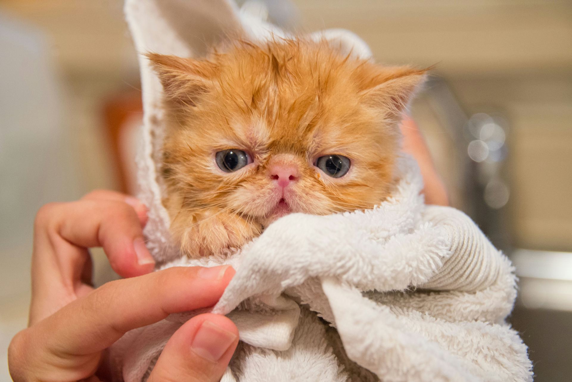 Persian Kitten (Punch Face) cat in Gadherni