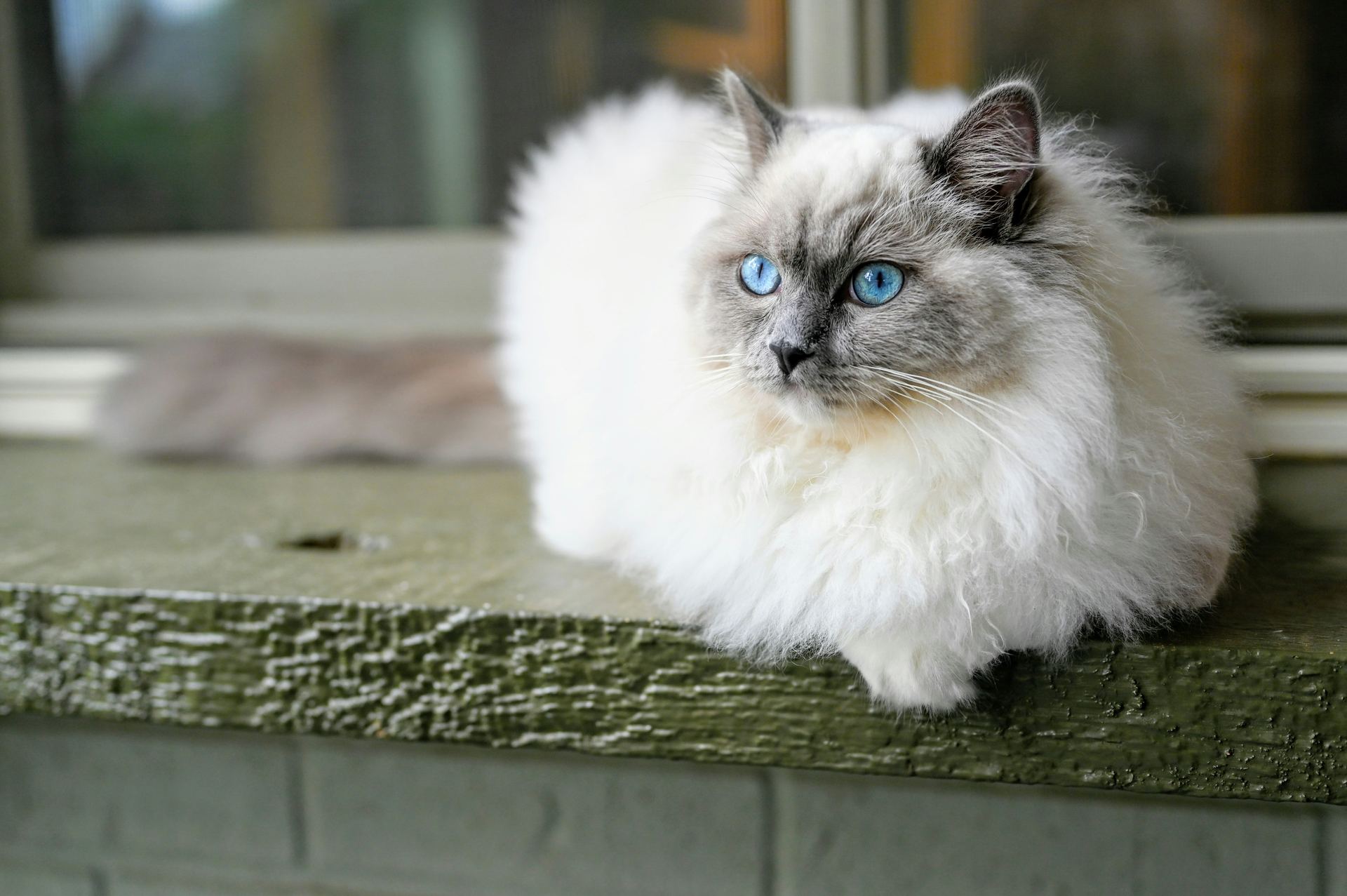 Ragdoll Kittens for sale in Baramulla Bypass