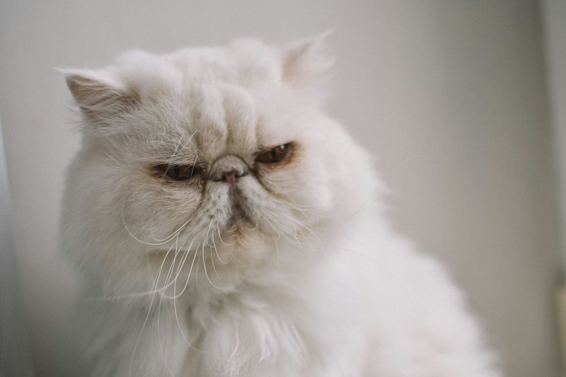 Buy Persian Kitten (Punch Face) in Gadherni