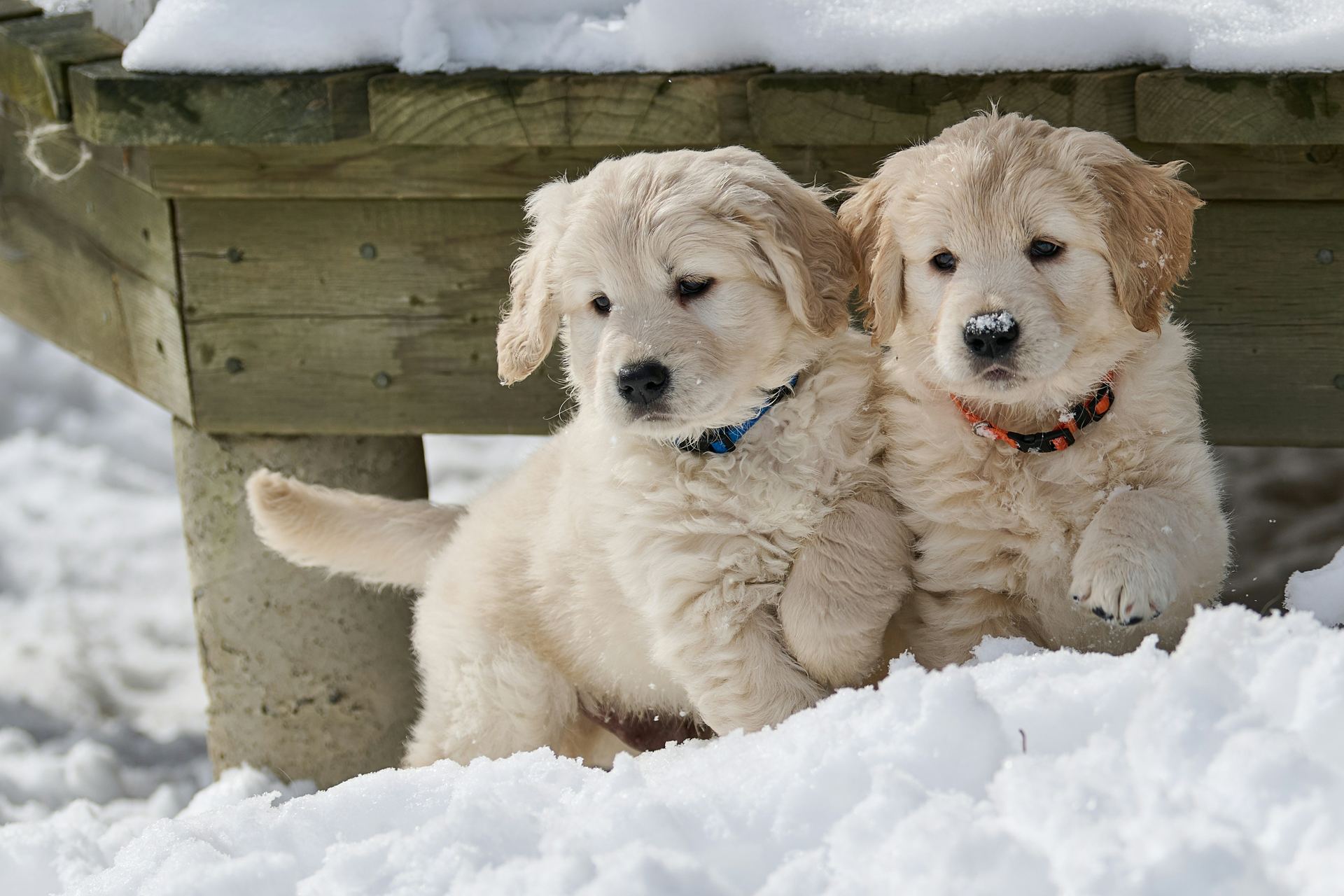 Golden Retriever dog in Aut