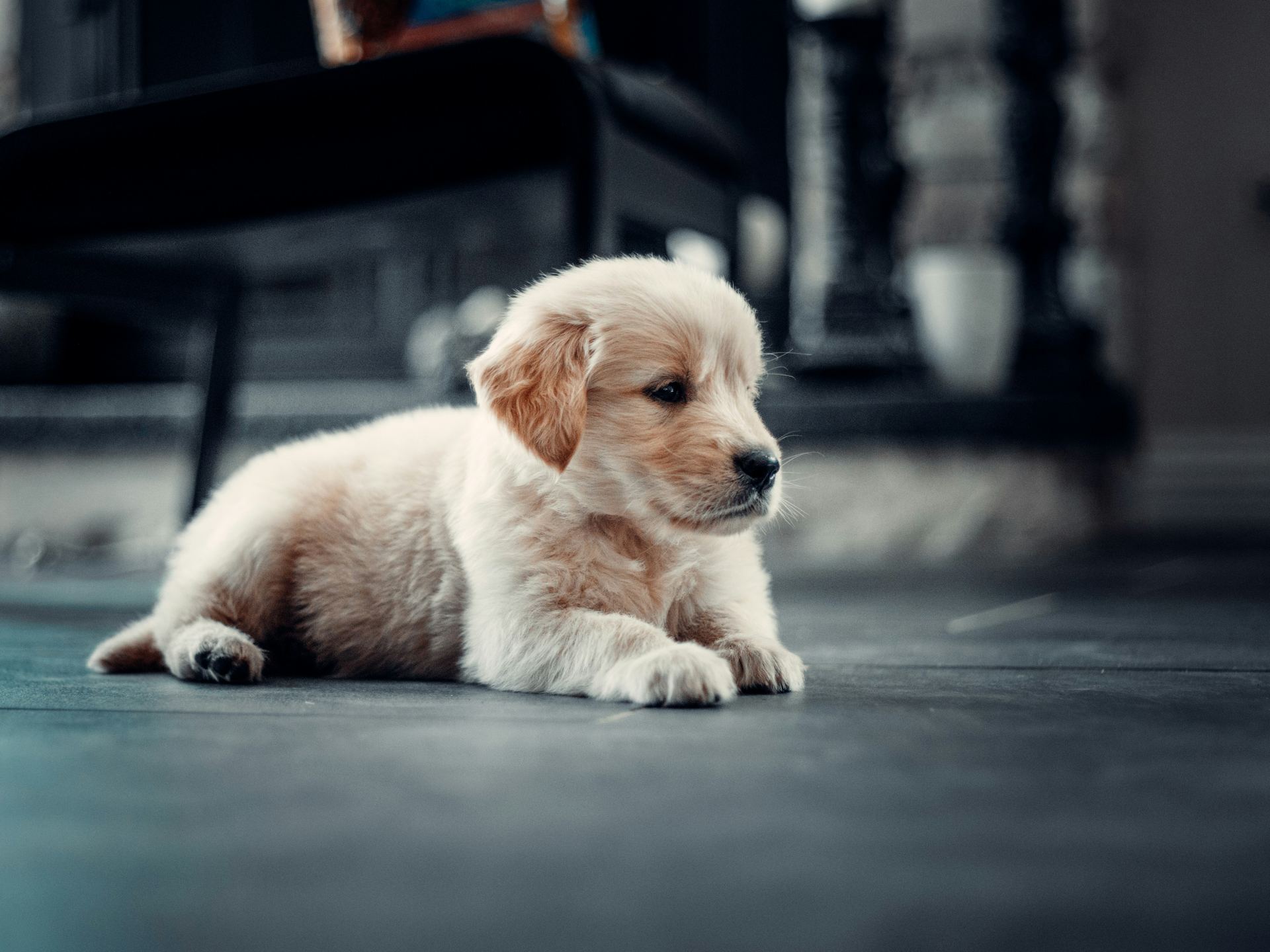 Golden Retriever for sale in Aut