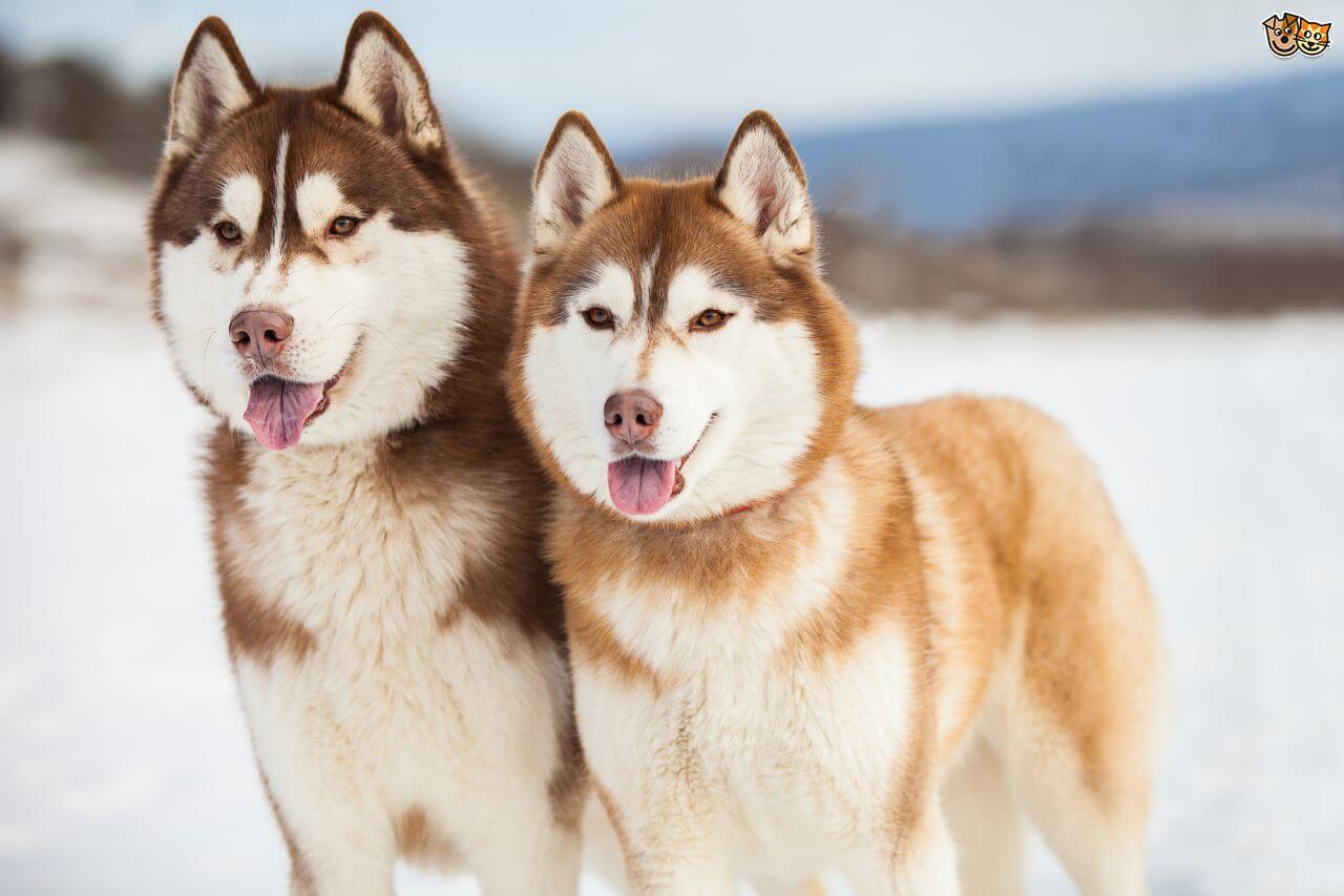 Siberian Husky Puppy | Copper & White Color for sale in Pathankot