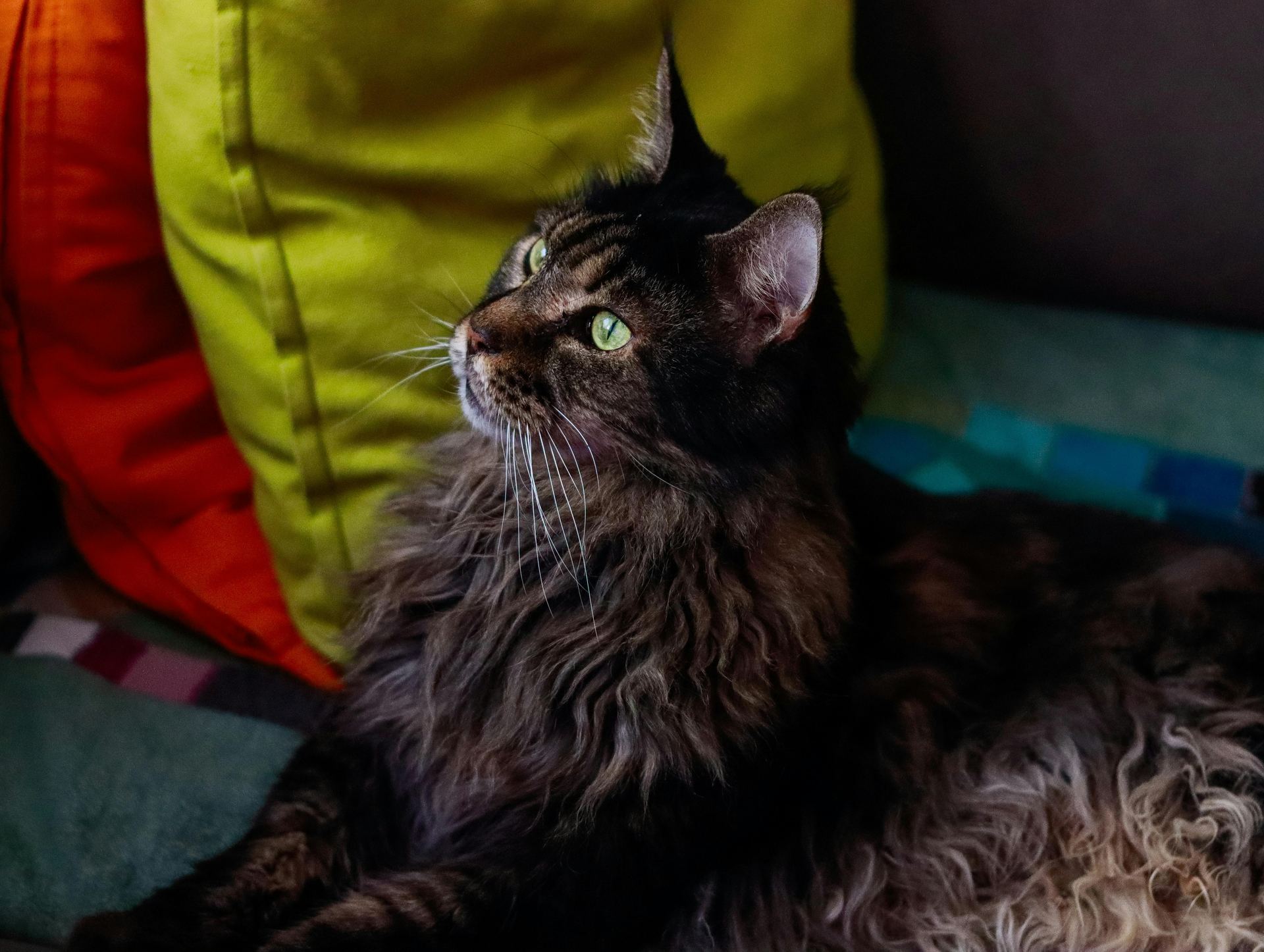 Buy Maine Coon Kitten in Ghumarwin Road