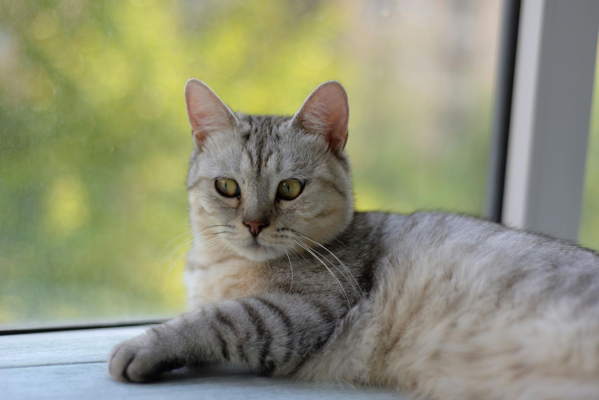 Buy American Short Hair Kitten in Main Bazaar Samrala
