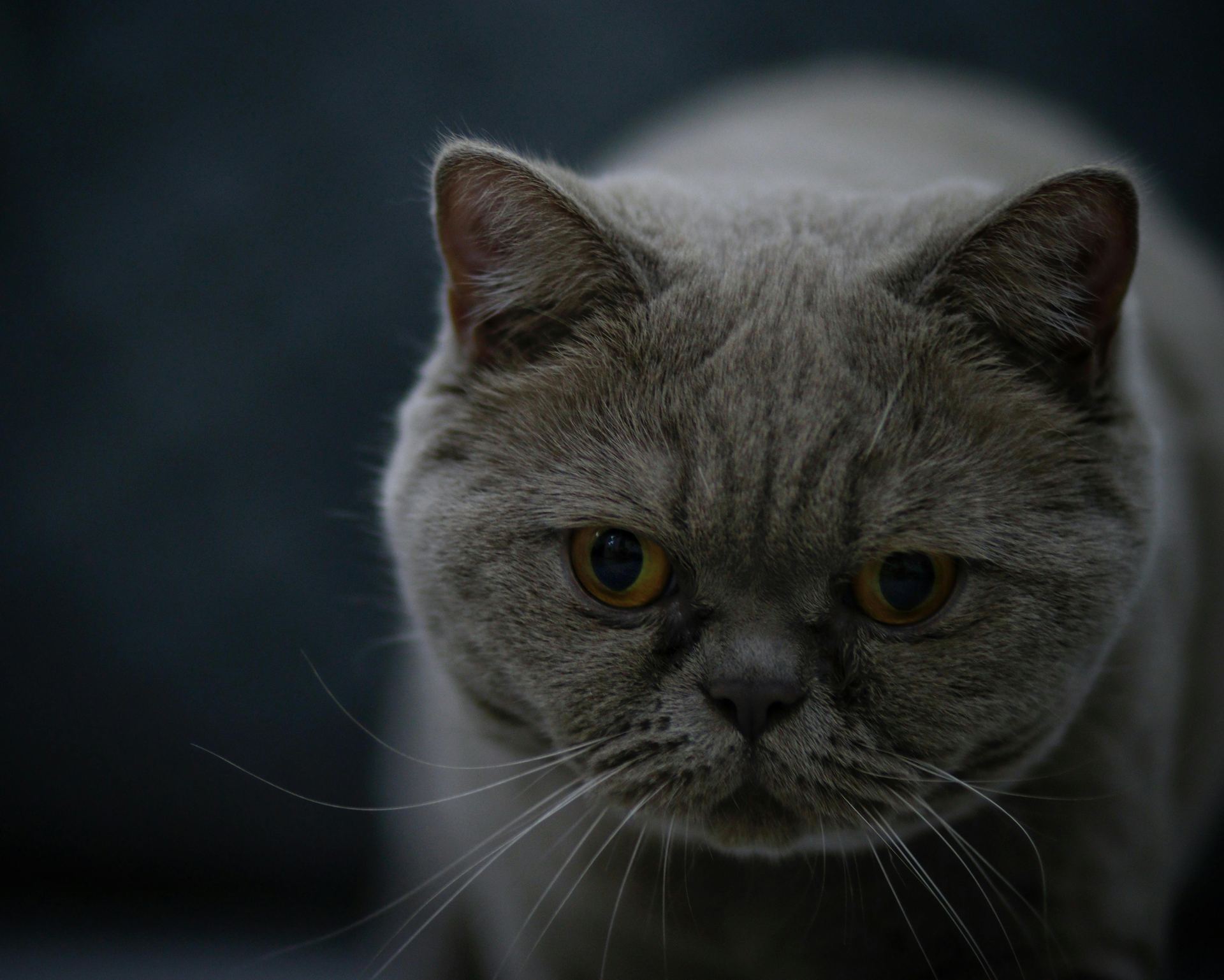Buy British Short Hair Kittens in Chamoli