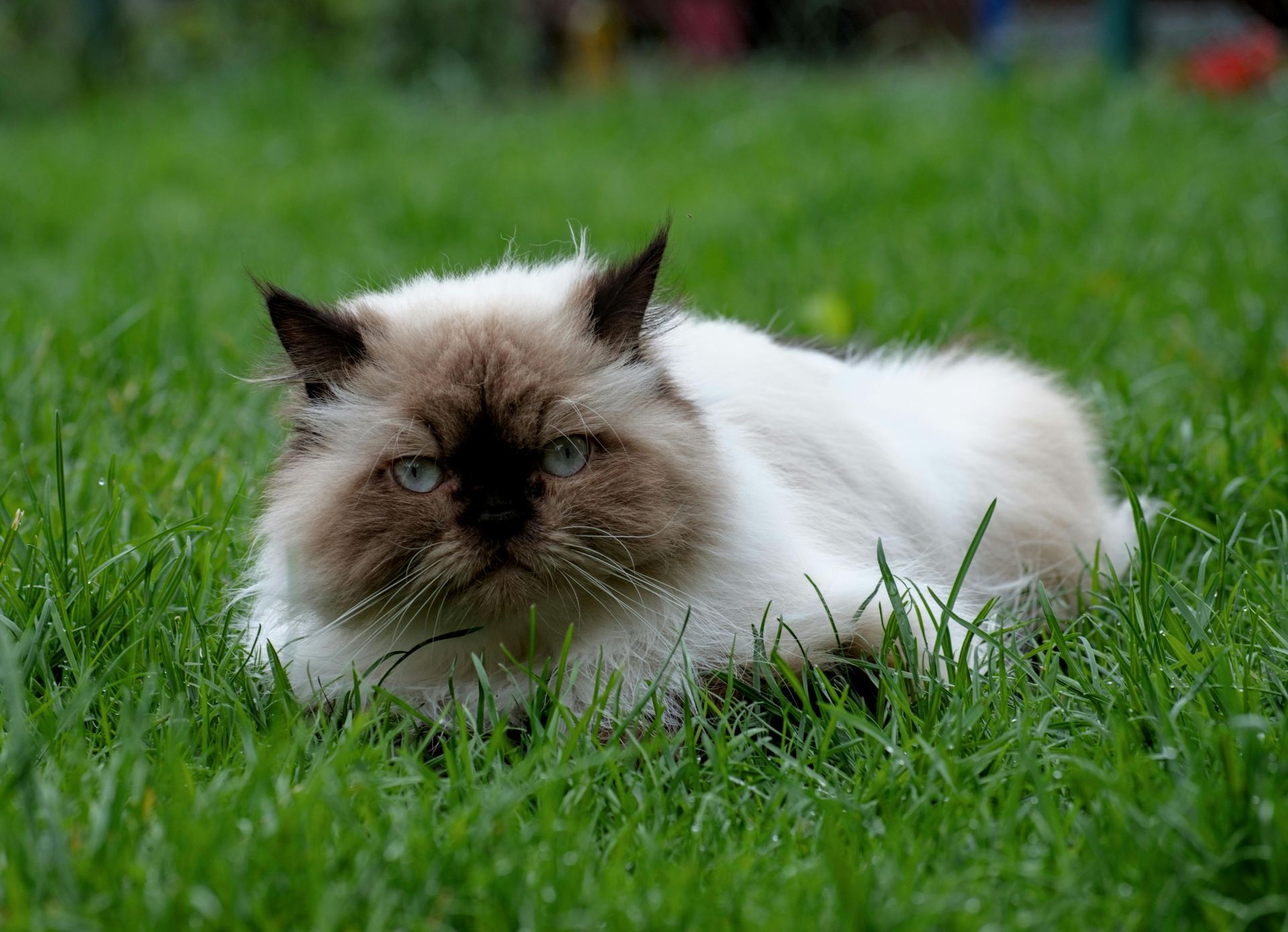 Himalayan Kittens kitten available in Boniyar